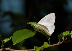 Hesperocharis anguitia