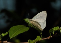 Hesperocharis anguitia