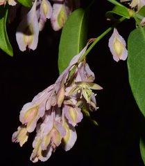 Podopterus cordifolius