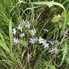 Phlox subulata