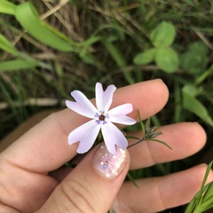 Phlox subulata