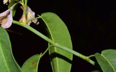 Podopterus cordifolius
