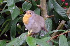 Erithacus rubecula