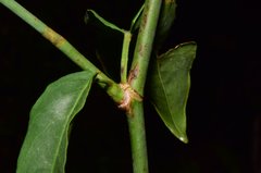 Podopterus cordifolius