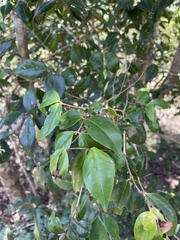 Eugenia biflora