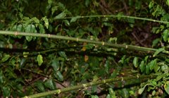 Podopterus cordifolius