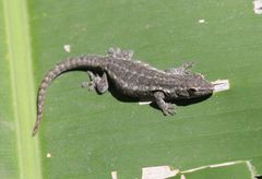 Lygodactylus angularis