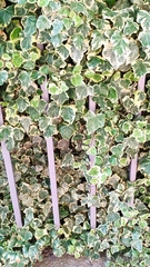 Hedera algeriensis