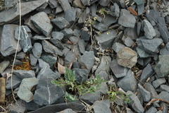 Podistera yukonensis