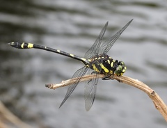 Gomphidia kodaguensis