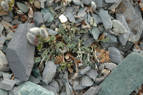 Image of Podistera yukonensis by (c) Syd Cannings, some rights reserved (CC BY)