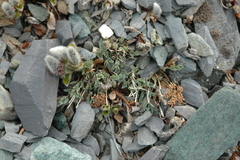 Podistera yukonensis