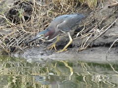 Butorides virescens image