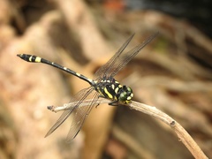 Gomphidia kodaguensis