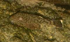 Ancistrus luzia