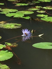 Nymphaea nouchali caerulea