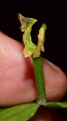 Podopterus cordifolius