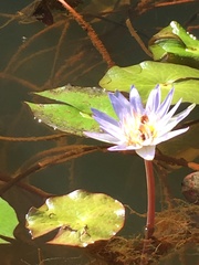Nymphaea nouchali caerulea