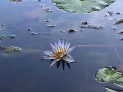 Nymphaea nouchali caerulea