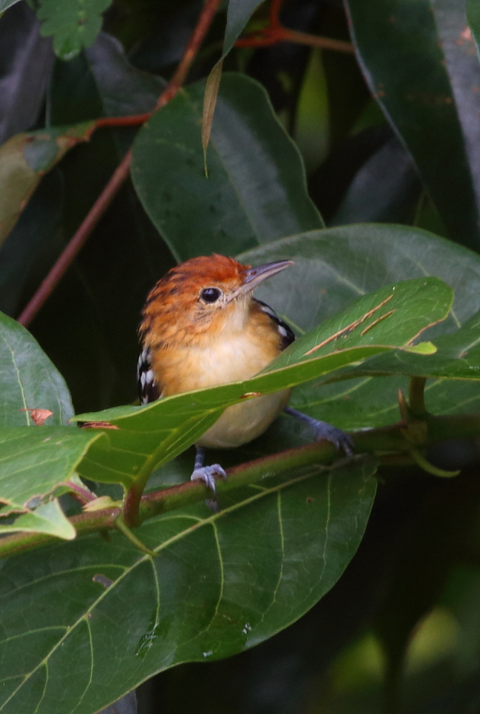 Guianan Streaked-Antwren photo