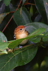 Guianan Streaked Antwren photo 1