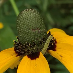 Rudbeckia amplexicaulis