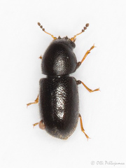 Sulcacis fronticornis
