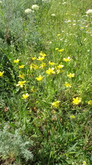 Ranunculus oxyspermus