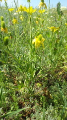 Ranunculus oxyspermus