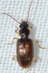 Sinechostictus