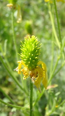 Ranunculus oxyspermus