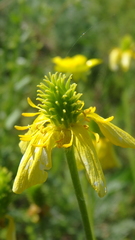 Ranunculus oxyspermus
