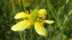 Ranunculus oxyspermus