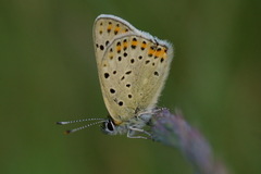 Lycaena tityrus