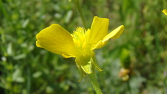 Ranunculus oxyspermus