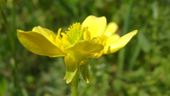 Ranunculus oxyspermus