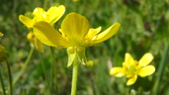 Ranunculus oxyspermus