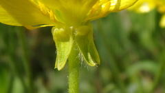 Ranunculus oxyspermus