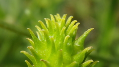 Ranunculus oxyspermus
