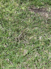Basiliscus vittatus