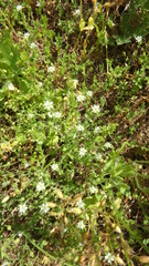 Arenaria leptoclados