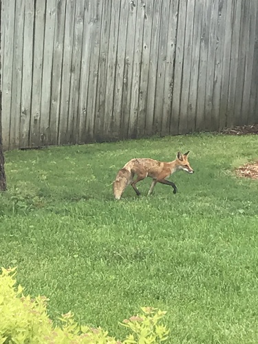 Red Fox photographed in Arkansas