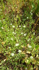Arenaria leptoclados