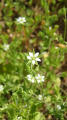 Arenaria leptoclados