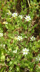 Arenaria leptoclados