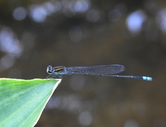 Pseudagrion indicum
