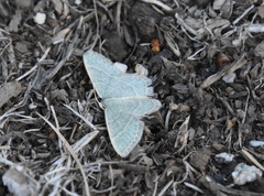 Chlorochlamys appellaria