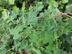 Coronilla valentina