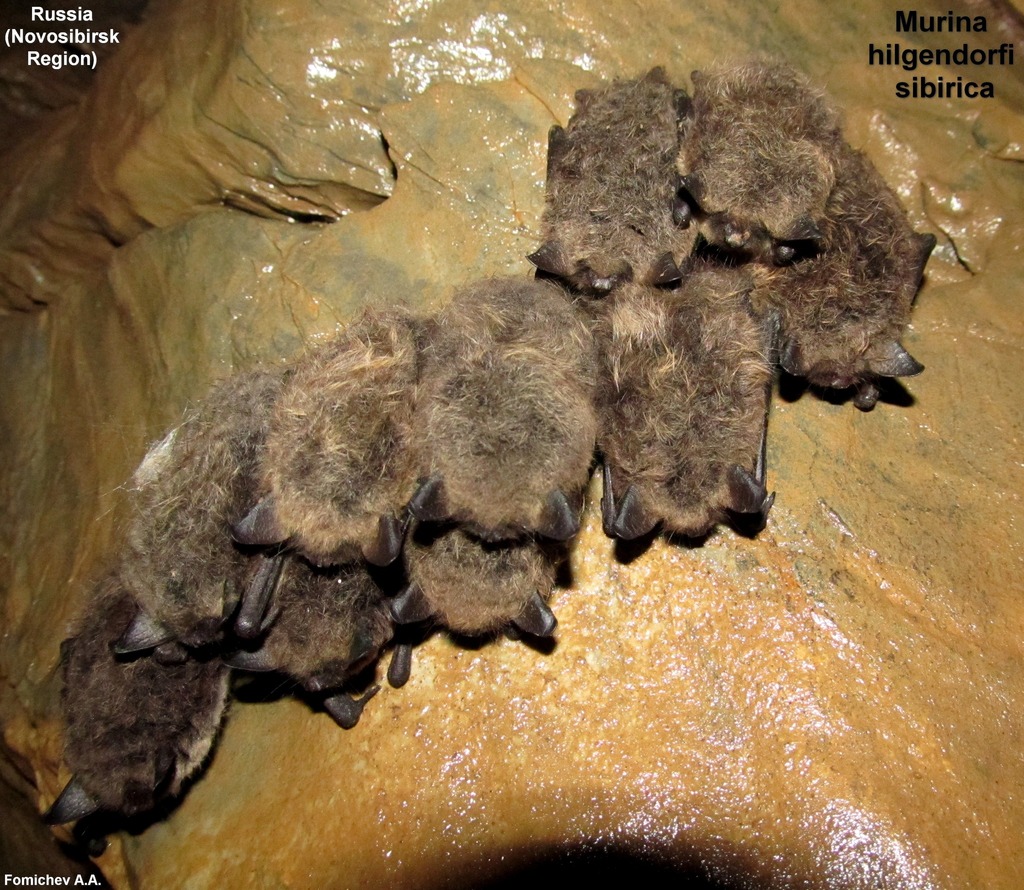 Hilgendorf's Tube-nosed Bat