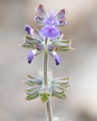 Salvia verbenaca